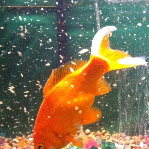 fireopal66's profile picture. 