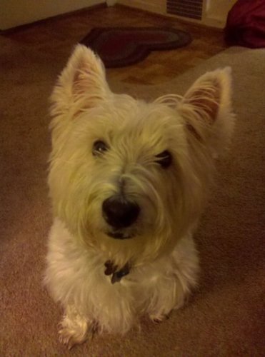 cms1778's profile picture. Philadelphia sports phanatic. Dog lover. History nerd. Self-evident. All views expressed are solely my own. RT ≠ Endorsements. Likes = Bookmarks.