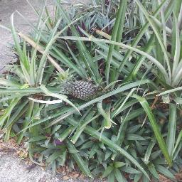 kiwi_pm's profile picture. 