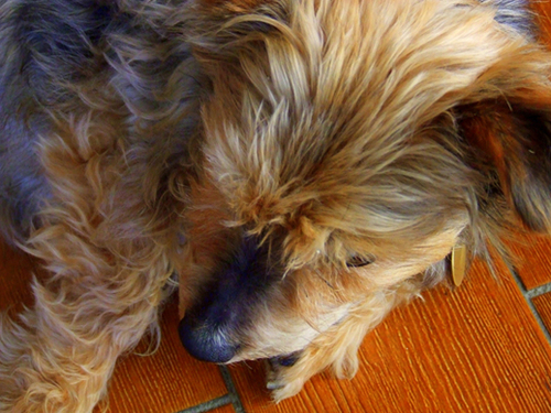 I'm a 16 year old puppy. Also blind, deaf, hairy and adorable.