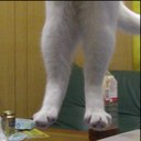 Long Cat. - @ThatLongCat1 - Twitter