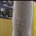 Long Cat. - @ThatLongCat2 - Twitter