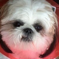 Pamela (@purebliss33) 's Twitter Profile
