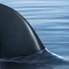 πΊπΈ #thesilentseawolf πΊπΈ π Profile