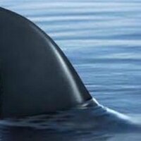 ๐บ๐ธ #thesilentseawolf ๐บ๐ธ ๐ (@silentseawolf) 's Twitter Profile