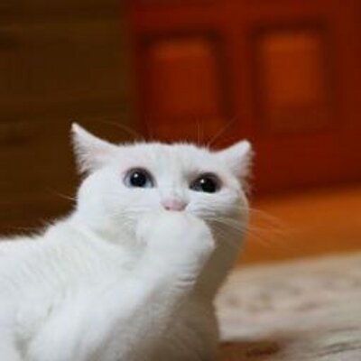 無冠の女王みーこ 高知 ながーい って言うと うちの猫 かなぁ 15年くらい前 ながーいコラをたくさん作っていただきました その子は今も存命で 我が家の最長老猫です Nhk Suppin
