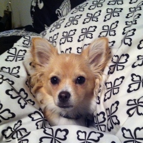pomchi's profile picture. 
