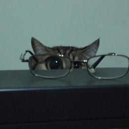 suuumi77's profile picture. お酒なくてもダンスフロアでにっこにこ。ゴールデンレトリバーとお友達。アメリカのどこかにいます。Belle and SebastianとBoards of Canadaがずっと好きでいつかスコットランドに行きたい。