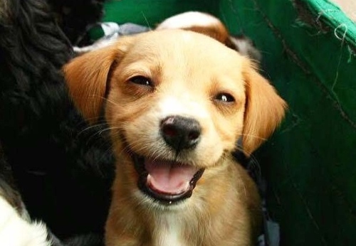 JustinWig77's profile picture. Hello everyone!