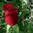 motivasiterbaik's profile image