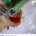 Grace Lyon - @GracefulLyon - Twitter