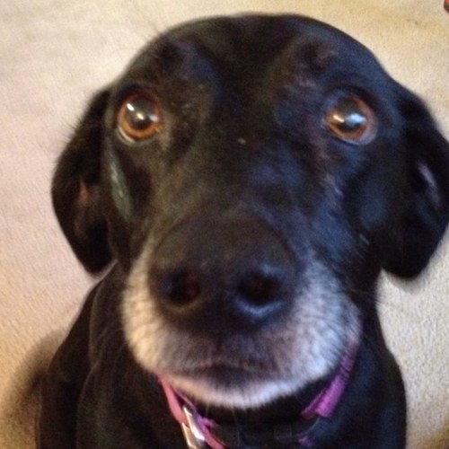 catstaag's profile picture. 