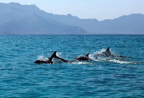 stm102's profile picture. أنا لا اوافق على ما تقول. ولكني سأقف حتى الموت مدافعا عن حقك في أن تقول ما تريد .