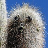 POPIER (@popier1) 's Twitter Profile