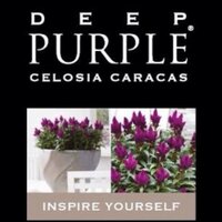 Celosia Deep Purple (@purplecelosia) 's Twitter Profile Photo Celosia Deep Purple (@purplecelosia) 's Twitter Profile Photo