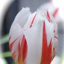 Dr Robert Swanson - @rsdnp - Twitter