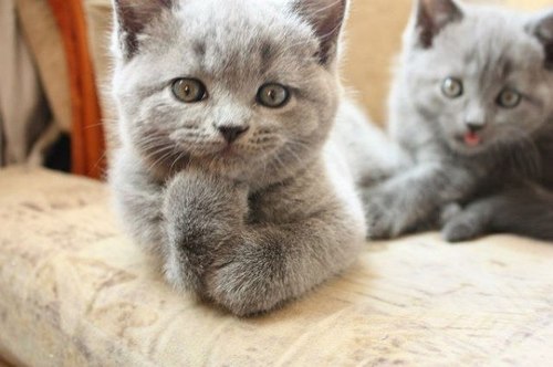 vita_zorina's profile picture. Люблю природу,животных и ценю каждый прожитый день!