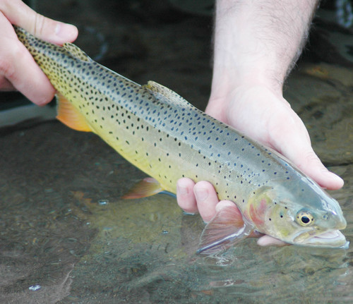 Fly fishing tips, advice, reports and general musings covering Fairfield County and other parts of CT.