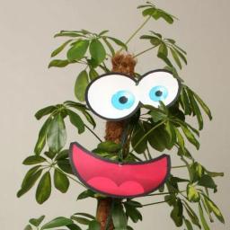 Gezellige groene vriend II Wil met jou mooie dingen beleven II Kamerplant Schefflera II Opgegroeid bij @Persoonpotplant II English speakers check Facebook!