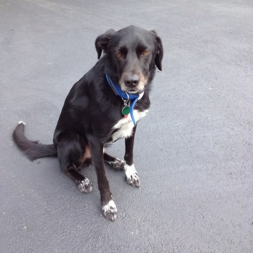 PattiDyl's profile picture. Technologist, Economist, Environmentalist, Christian Progressive, Nana, Mummo, and we’ll never forget the late, loved, Dylan the dog