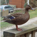 marian wright - @marian_wright - Twitter