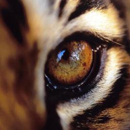 My Name's Ahmed Karam(Tiger Eyes).
I Was Born In Giza.
I Was Born In 1999.
I'm 14 Years Old.
