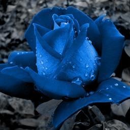 Poetisar, poetisar e de um todo amar! Poetisar de corpo inteiro e de alma, enfeitar a vida mesmo nos dias de rosas tenebrosas!