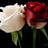 Cowrn58556's profile image