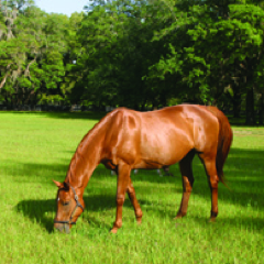 RealOcala's profile picture. Magazine dedicated to Ocala Equestrian properties and Fine Homes. Marion County's #1 Farm and Ranch Resource.