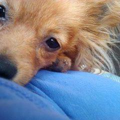 Mum, Love kids and dogs more than almost anything else, coffee chocolate and wine .