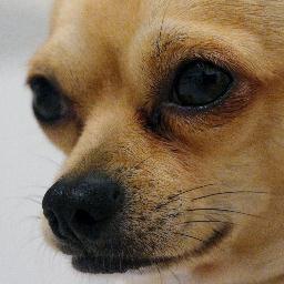 Ich bin Herbert der Chihuahua! Ich erlebe viele spannende Dinge in meinem Leben und schreibe darüber auf meiner Homepage, http://t.co/fi9AGNkV9M