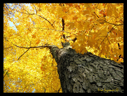 LisaSuzanne's profile picture. Freelance artist, graphic designer, landscape photographer & retouch artist, typographist & calligrapher.