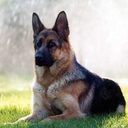 German Shepard Smith - @GermanShepSmith - Twitter