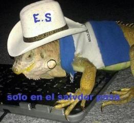 IguanaMonroy's profile picture. 