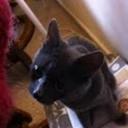 Trekken2Lynn - @LynnShilling - Twitter