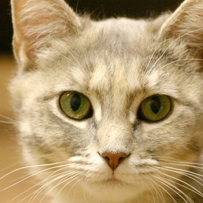 DocMeow's profile picture. The Cat Clinic of North Georgia - a full-service feline hospital specializing in all stages of a cat's life