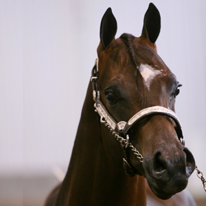 AQHAShows's profile picture. 