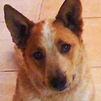 Cattle Dog Rescue (@cattledogrescue) 's Twitter Profile