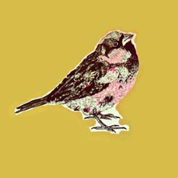 ChocoJungleProj's profile picture. A music documentary