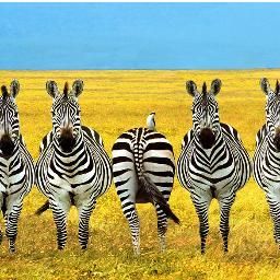 faribon's profile picture. 