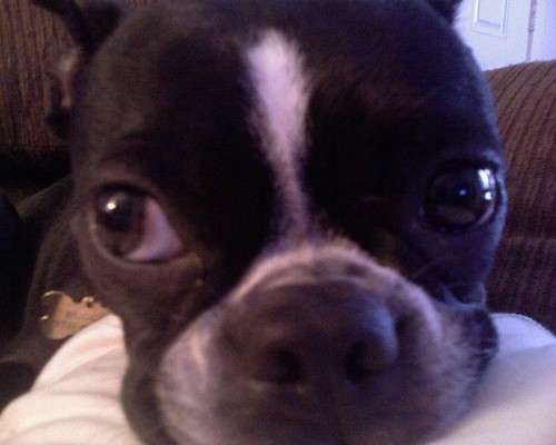 TheNotoriousBUG's profile picture. I'm gonna eat your face!