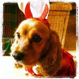 princessdory05's profile picture. una perrita tierna y adorable... molestona algunas veces... pero amo a mi dueña y a mi familia... :P un huesito? Wuaf Si por favor! :) wuaf wuaf!