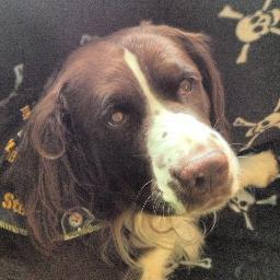 Lover of romps in the forest, warm beds and salmon.