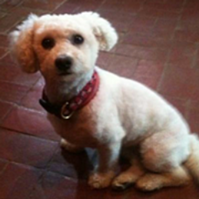 bichon frise rescue