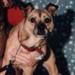 boristhedog's profile picture. 