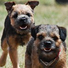 View thousands of rescue animals for adoption, or get help for an animal in need by visiting our nonprofit rescue website: