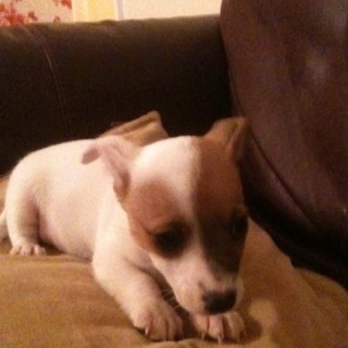 Rabraven's profile picture. Wife. Mum of two children, a naughty little Jack Russell and a wonky cat. Lover of all things sewing, quilting and embroidery.