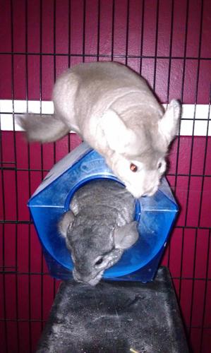 Pikachillin's profile picture. My name is Pikachu. I am a chinchilla & I have freckles on my ears. I like to throw hay.
I have a brother named Kane. He is very timid.