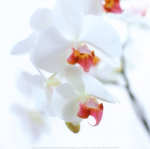 viola1864 Profile Picture