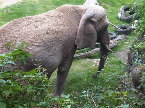 I love #elephants #paramore & #chocolate (in that order) :p